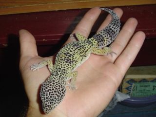 my leopard gecko