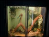 my dragons viv