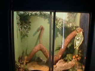 my dragons viv