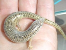 my little skink