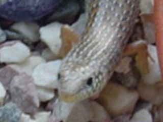 close up of skink