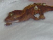 Baby Crested Gecko