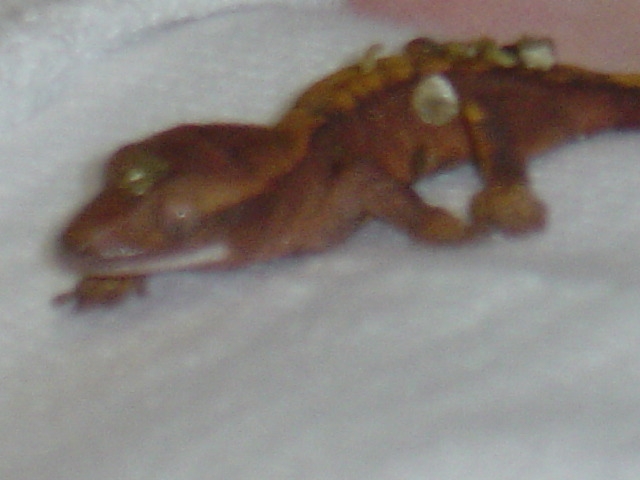 Baby Crested Gecko