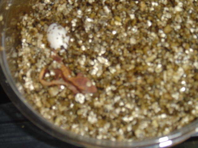 Hatched 8/14