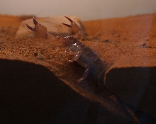 My U. Macrurus
