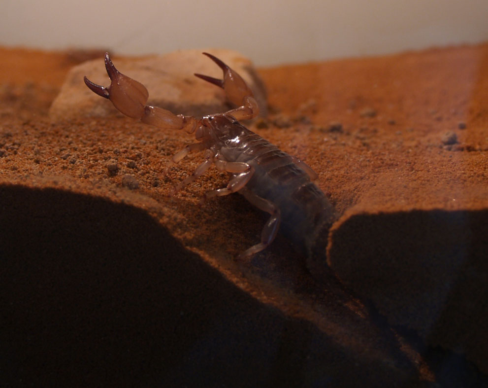 My U. Macrurus