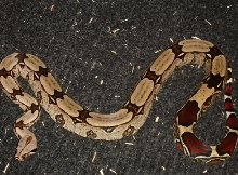 04femalesuri
