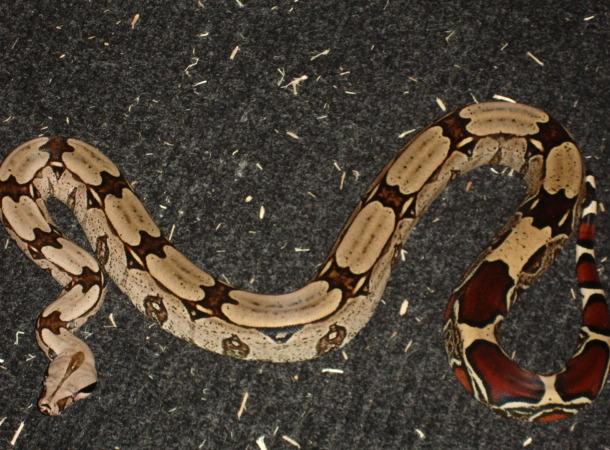 04femalesuri