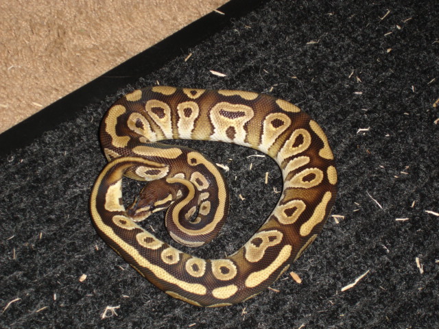 mojave male