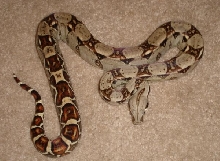 hetalbinofem1