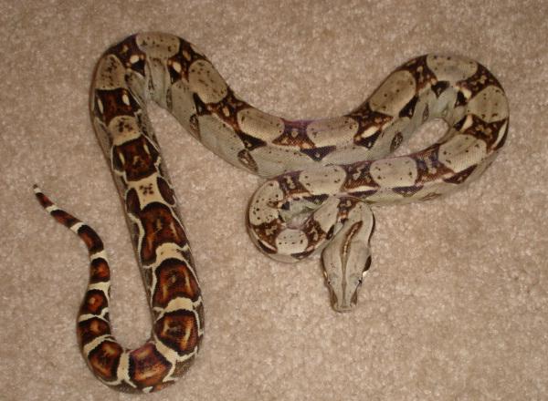 hetalbinofem1