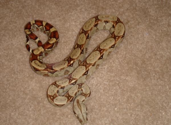 hetalbinofem2