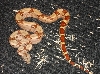 06hypomale