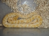Albinohetgraniteburm