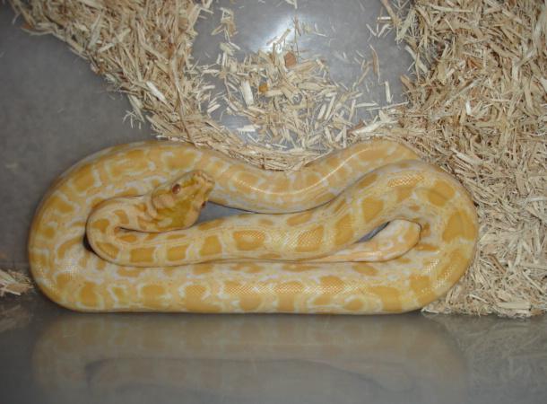 Albinohetgraniteburm