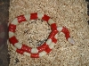 AlbinoNel11