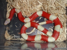 albinonel1