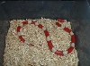 ALBINONEL12