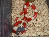albinonel2