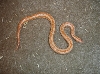 Albinorosy2