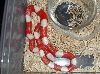 Albinonel3