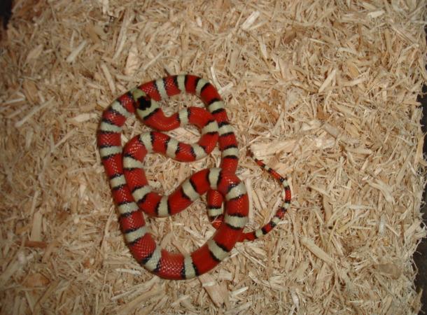 Arizonmtnkingmale
