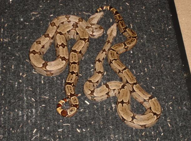 Bolivboas
