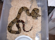 05perufemale12