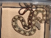 motley boa