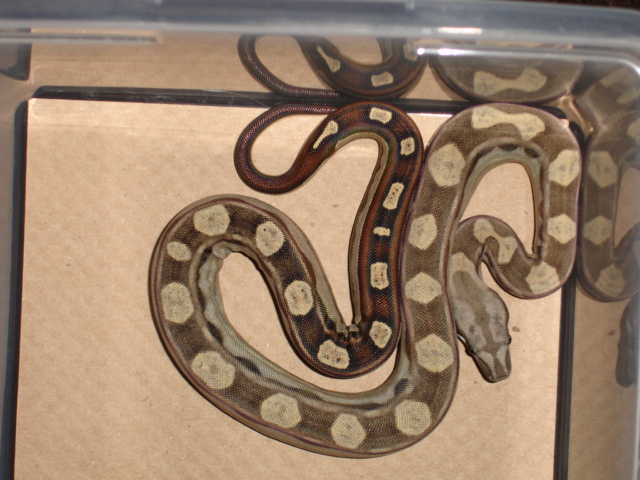 motley boa
