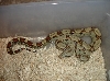 hetalfe1