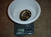 hetalbinofeball1