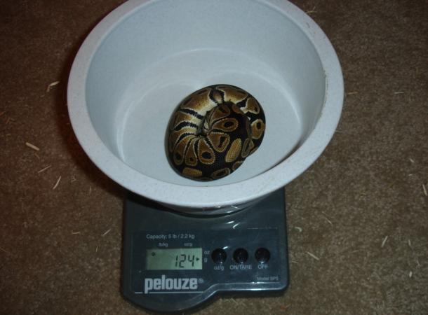 hetalbinofeball1