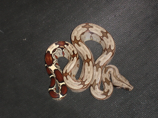 06 Suriname Male