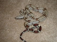 riobravsurim