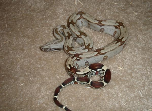 riobravsurim