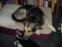 Jimmy & Taz playing