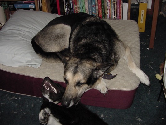 Jimmy & Taz playing