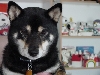 Shiba Face