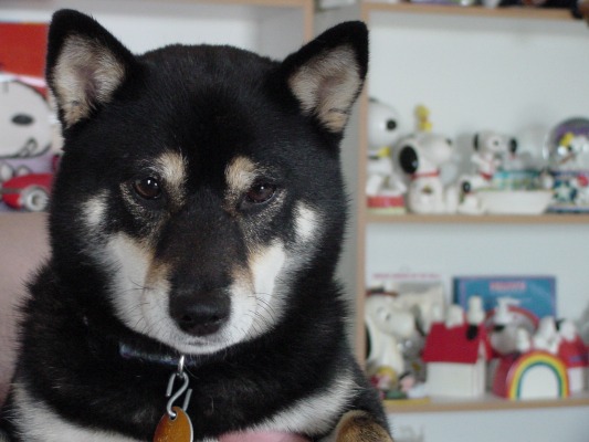 Shiba Face