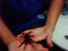 My male Avic. Avic.