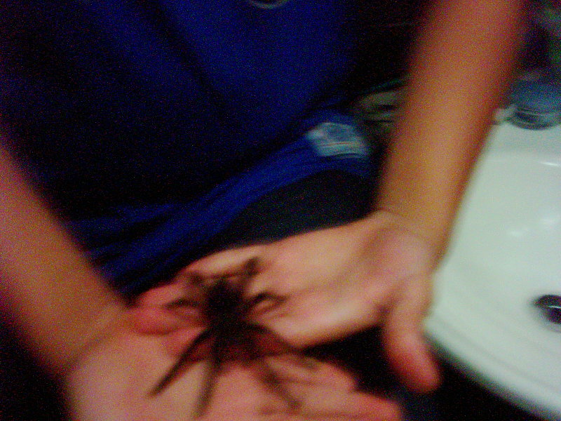 My male Avic. Avic.