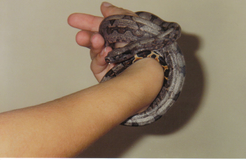 Bca Male