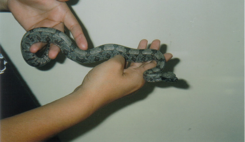 Bca male2