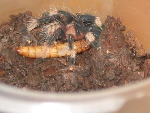 My baby p. irminia