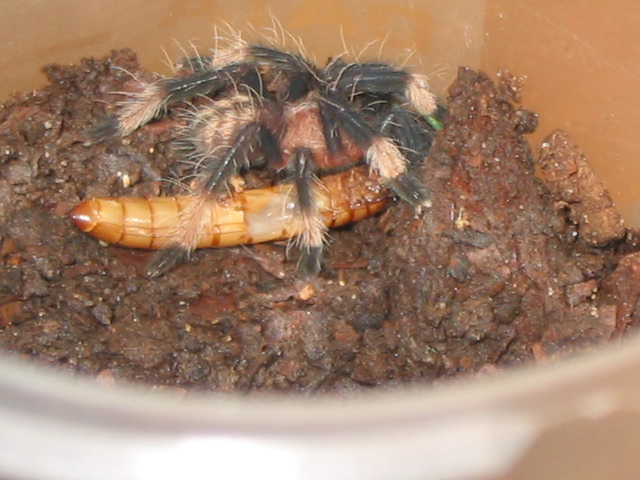 My baby p. irminia