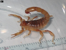 My hibrid Rhopalurus