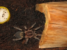 My Sickius Longibulbi
