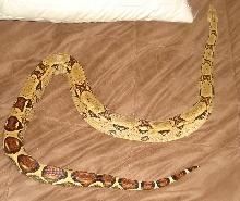 rex 2