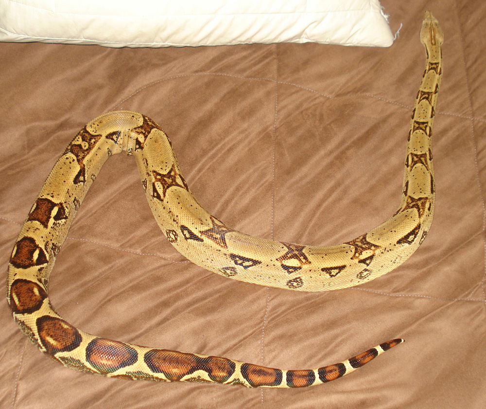 rex 2